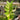 Zamioculcas Zamiifolia Variegated ( Zz Plant ) - 1 Stem