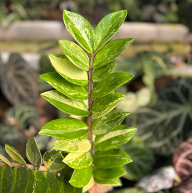 Zamioculcas Zamiifolia Variegated ( Zz Plant ) - 2 Stem
