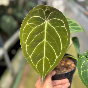 Anthurium Forgetii