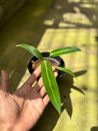PS0927 Anthurium Warocqueanum - Small
