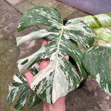 PS0909 Monstera White Tiger