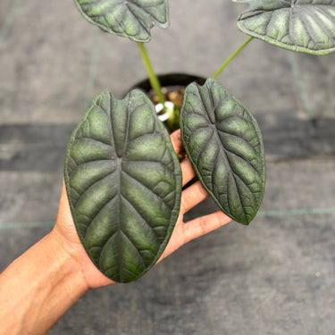 Ps10-16 Alocasia Dragon Scale