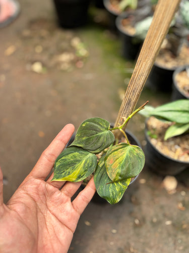 Philodendron micans variegated