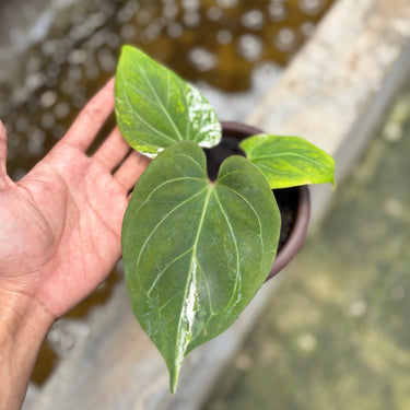 Anthurium KOS White Variegated