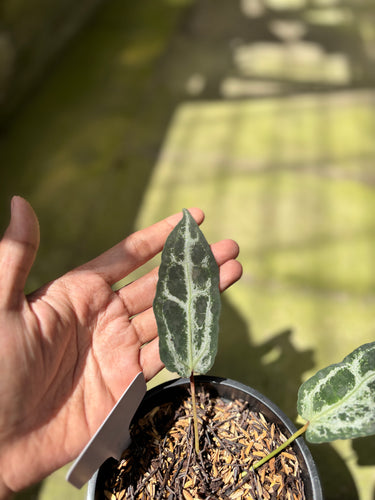 PS0924 Anthurium Venom