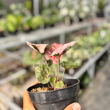 Syngonium Strawberry Ice Galaxy