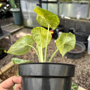 Alocasia Dragon Scale Variegated