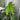 Alocasia Jacklyn Aurea Variegated