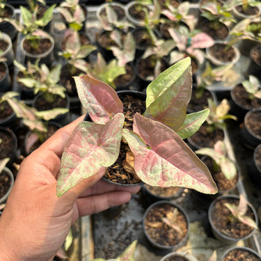 Syngonium Pink Spot