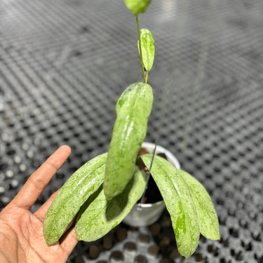 Hoya Sp Nort Sumatra Silver