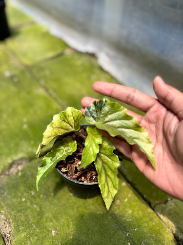 PS0952 Ginny Galaxy Variegated
