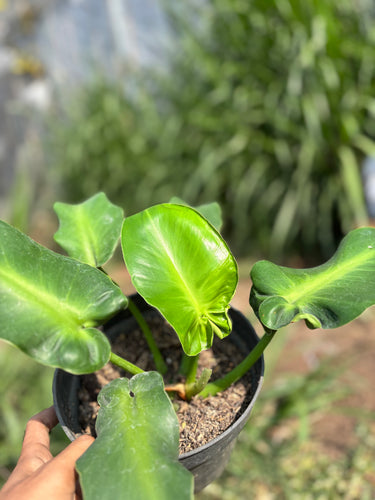 Philodendron rugosum aberrant form