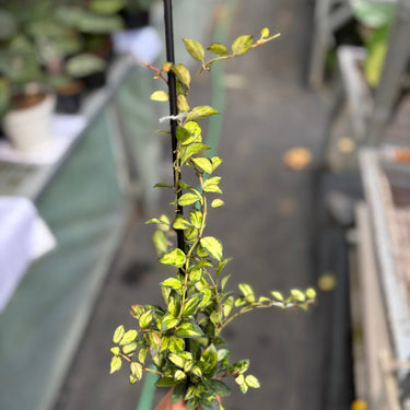 Hoya Lacunosa Minara