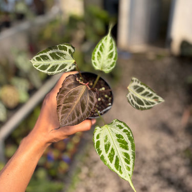 Anthurium Muchlis x Red Crystal