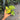 A small potted houseplant with four heart-shaped green leaves featuring prominent pale yellow veining and some yellowing at the leaf tips, held in a person's hand against a blurred outdoor garden background.