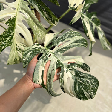 Monstera Albo White Tiger - Mature Size