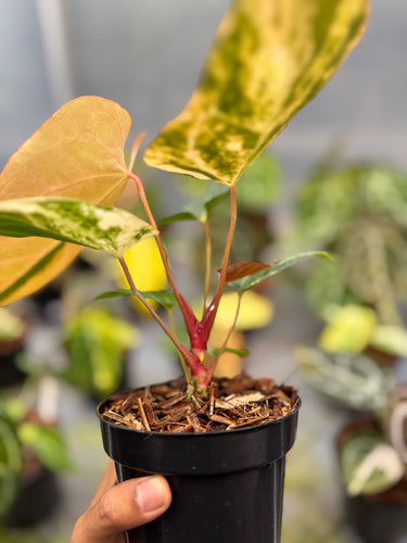 Anthurium Magna Porti x Ferrari Variegated