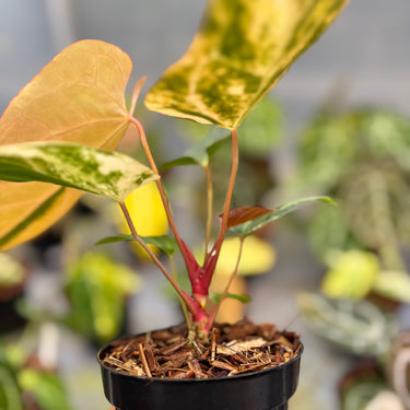 Anthurium Magna Porti x Ferrari Variegated