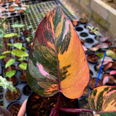 Philodendron Fire Princess Variegated