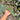Ps10-09 Anthurium Delta Force