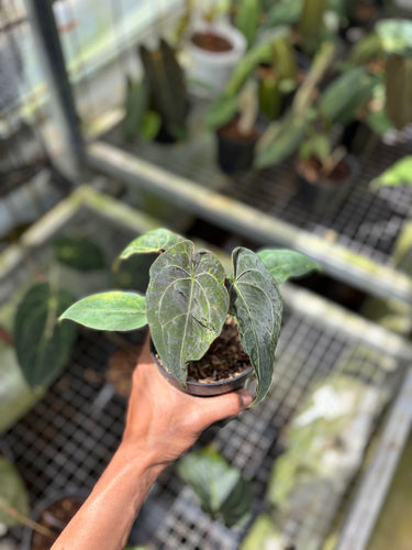 A hand holding a small potted Anthurium plant with dark green variegated leaves in a greenhouse setting.