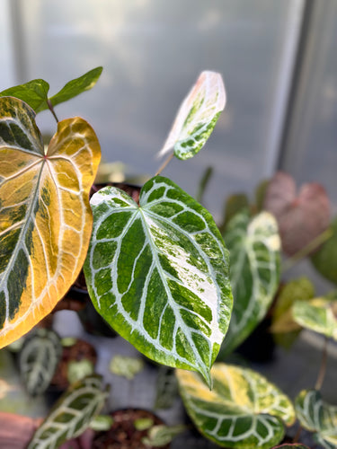 Anthurium Magna x Hellboy Variegated