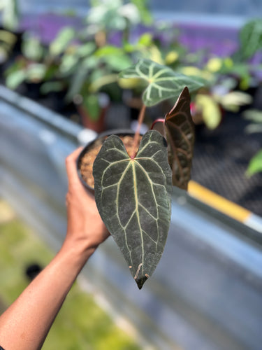 PS0956 Anthurium BVIT x ZM