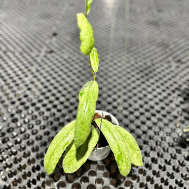 Hoya Sp Nort Sumatra Silver