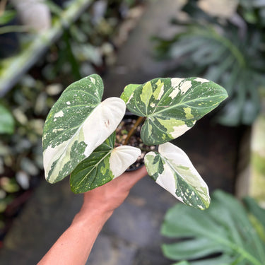 Philodendron Gloriosum Tricolor Variegated