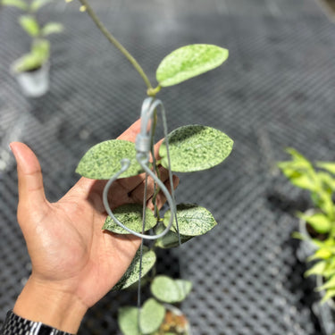 Hoya Barata