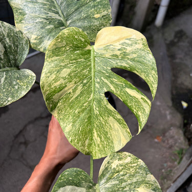 Monstera Legacy diamond