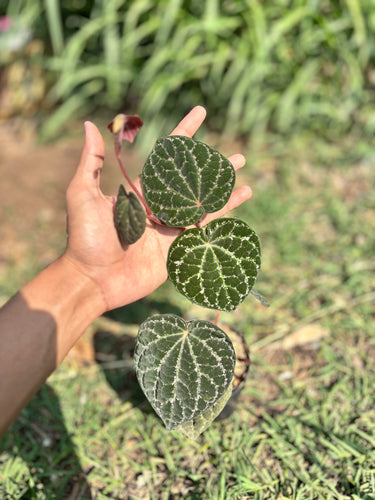 Piper Porphyrophyllum