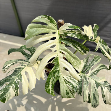 Monstera Albo White Tiger - Mature Size