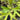 Platycerium Bifurcatum Talnadge