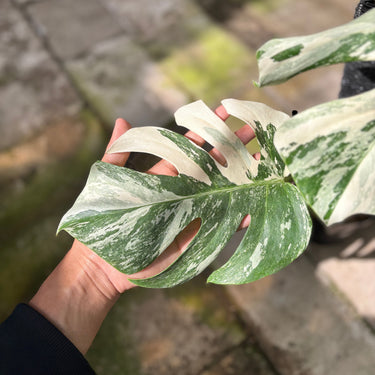 Monstera Albo White Tiger