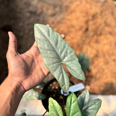 Ps10-15 Alocasia ‘Corazon’