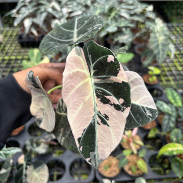Alocasia Black Velvet pink Variegated