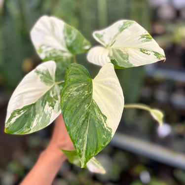 Ps10-03 Homalomena Pendula Variegated