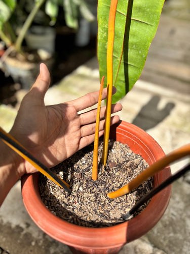 Ps10-57 Philodendron Billietiae Variegated - Extra Mature