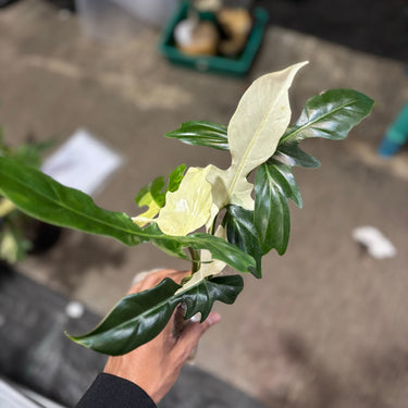 Philodendron Golden Dragon Variegated