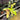 PS0922 Philodendron Florida Beauty - Halfmoon