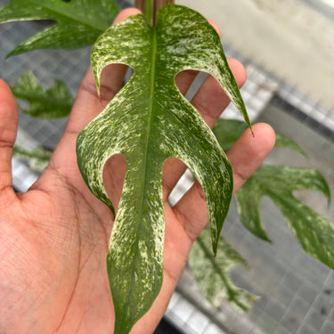 Rhaphidophora Tetrasperma White Monster Variegated