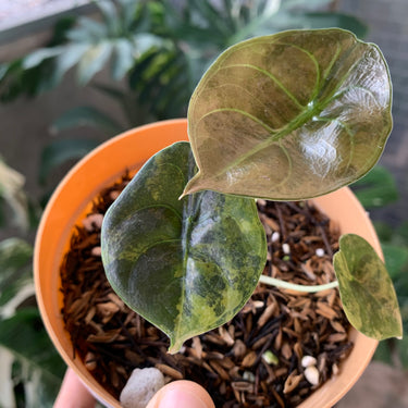 Alocasia Cuprea Latte