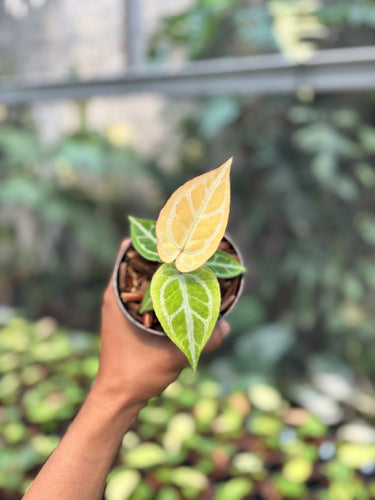 Anthurium Hope Mint x Red Kos