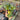 Philodendron Atom Variegated