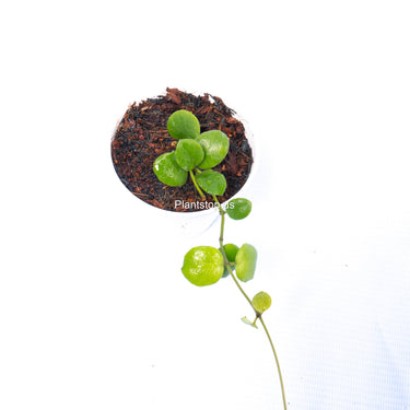 Hoya New Sp Buntok