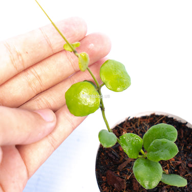 Hoya New Sp Buntok