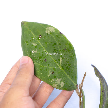 Hoya Rintzii Borneo