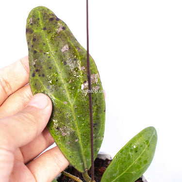 Hoya Rintzii Borneo