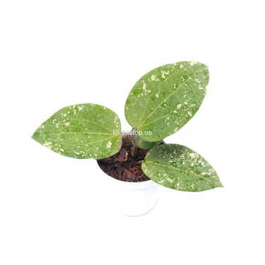 Hoya Glabra Splash